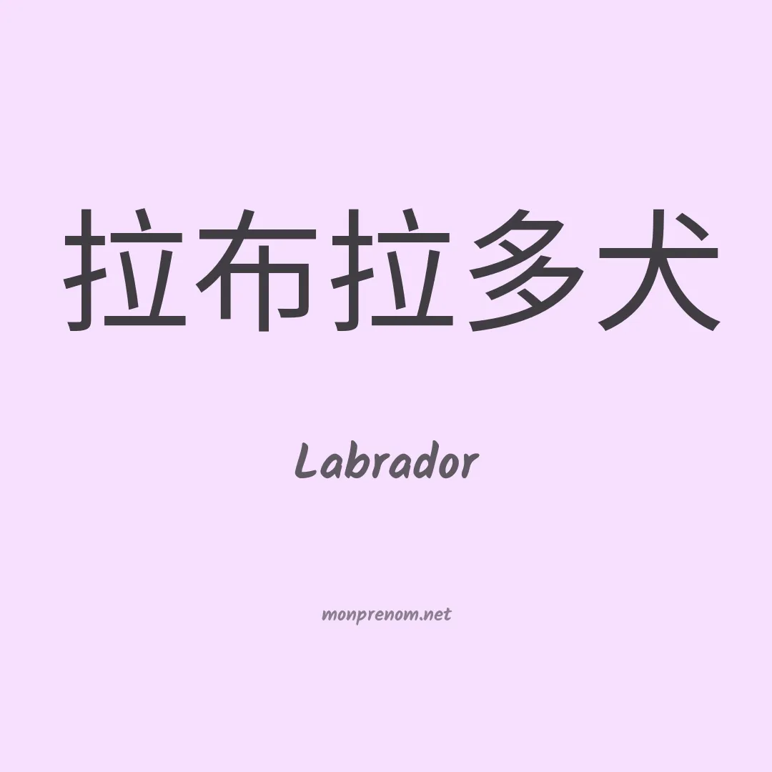 Labrador en chinois