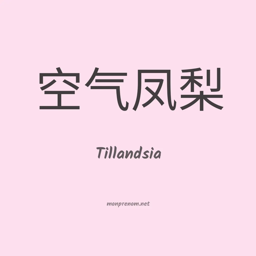Tillandsia en chinois